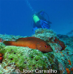 Grouper "relaxing" as Diver goes away, Barreirinha, Natal... by José Carvalho 